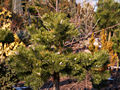 Pinus mugo Green Shadow IMG_4669 Sosna kosodrzewina